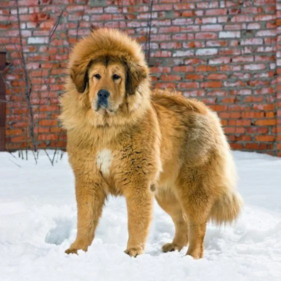 Las razas de perro más cotizadas: el mastín tibetano