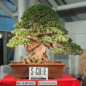 bonsai mas caro