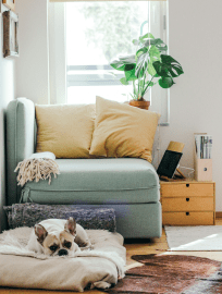 rincón del salón con sillón individual y un perro acostado