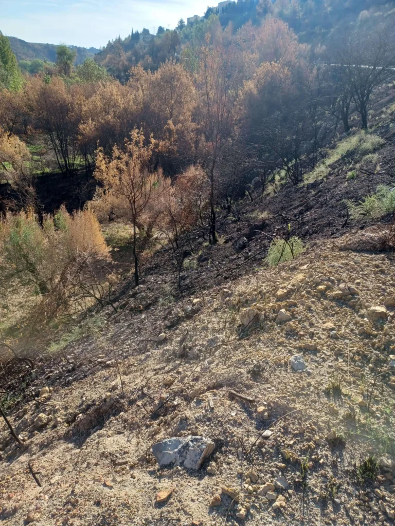 monte con árboles y suelo quemado