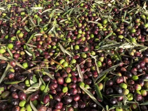 primer plano de muchas aceitunas recién recogidas