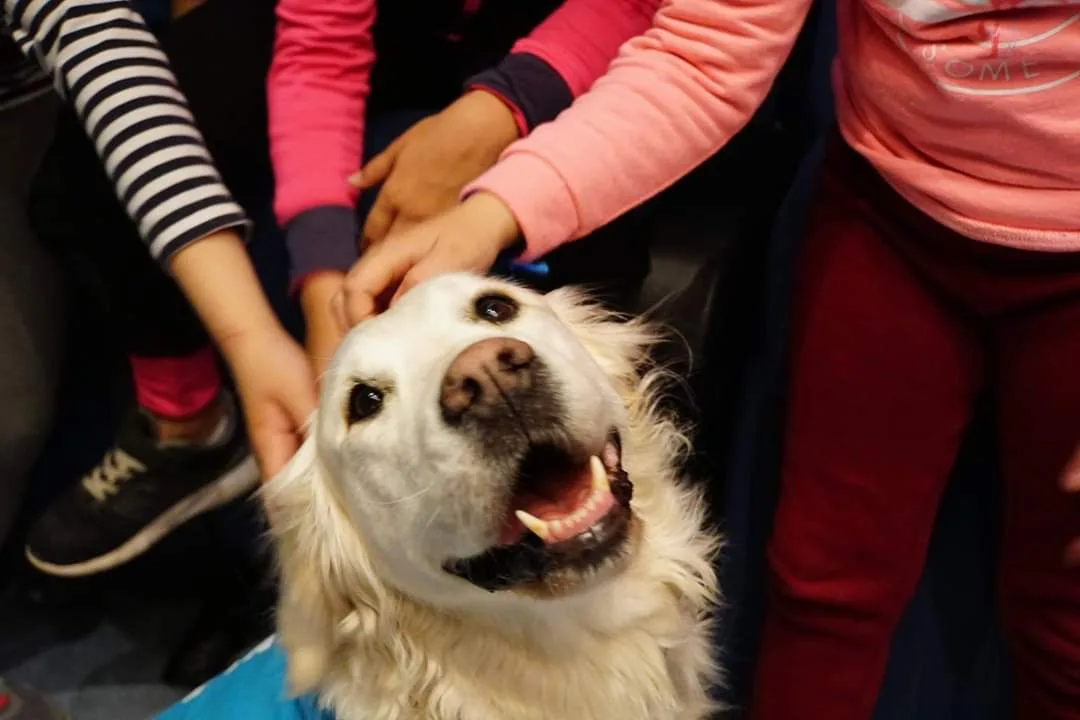 Tasación de semovientes: el caso de los perros de asistencia